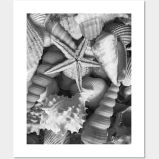 Travel Beach Summer Seashells Starfish Posters and Art